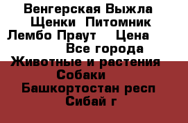 Венгерская Выжла. Щенки. Питомник Лембо Праут. › Цена ­ 35 000 - Все города Животные и растения » Собаки   . Башкортостан респ.,Сибай г.